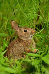 Eastern Cottontail Bunny Rabbit in tall grass with a mouth full of orchard grass