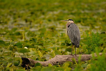A great Blue Heron bird walks through a marsh of lily pads in search of food