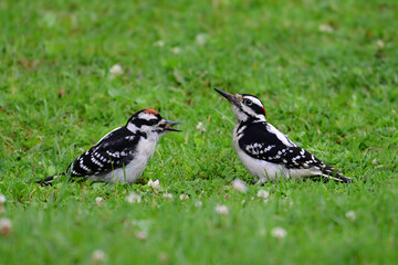 An adult male Hairy Woodpecker bird feeding worms to its fledged baby on a fresh green summer grass yard
