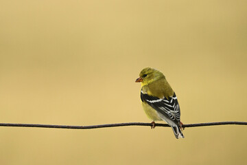 A yellow female American Goldfinch bird sits perched on a  wire agriculture fence
