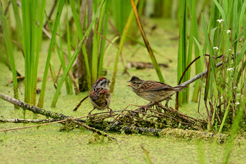An adult and baby Swamp Sparrow bird navigating the duck weed and reeds in a wetland