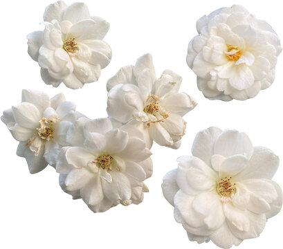 Set of isolated close-up Climbing Iceberg white rose blossoms on transparent background