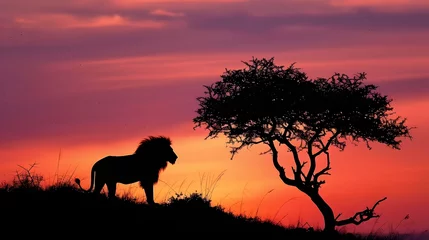 African landscape at sunset with silhouette of a big adult lion. 