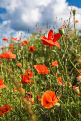 many blooming poppy flowers