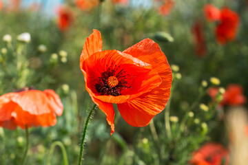 many blooming poppy flowers