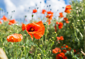 many blooming poppy flowers