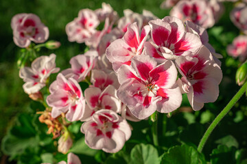 blooming red geranium flowers
