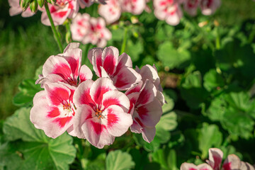 blooming red geranium flowers