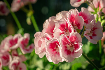 blooming red geranium flowers