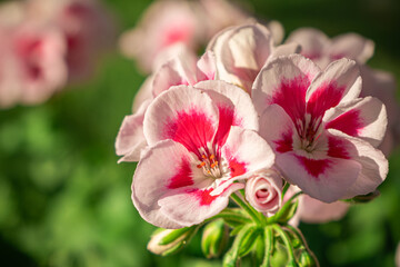 blooming red geranium flowers