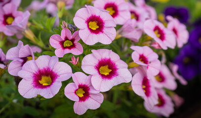 blooming pink and violet petunia flowers