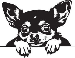 lovely peeking chihuahua dog