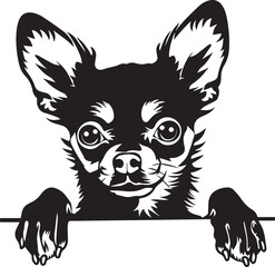 peeking chihuahua dog