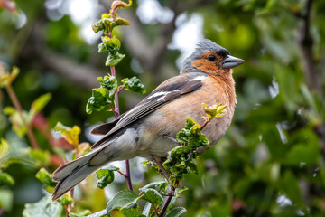Chaffinch (Fringilla coelebs) - Commonly Found in Europe, North Africa, and Western Asia