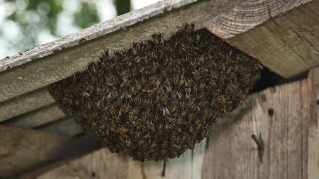 A hive of wild bees have attached themselves to the barn.