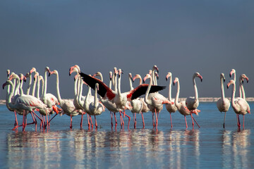 African wild birds. A flock of great flamingos on the blue lagoon against the bright sky