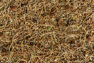 fall brown lying pine needles season background, autumn nature texture of a ground, fallen pine-needles backdrop