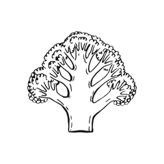 Broccoli slices. Hand drawn vector illustration.