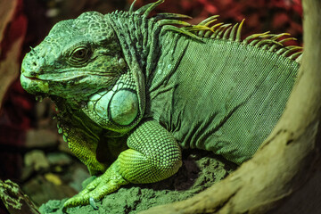 iguana vede