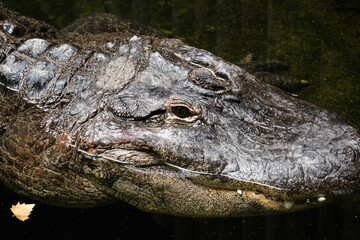 crocodlio