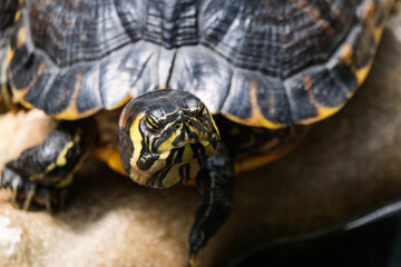tartaruga close up