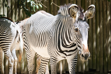 zebra