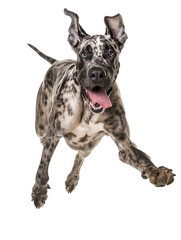 Full body shot of Great Dane dog, running happily, smiling.