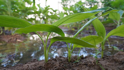 Turmeric plant, Turmeric, Ayurvedic Herbal, Herbal Medicine, Turmeric Powder