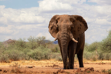 Close up of the African Bush Elephant in the grassland on a sunny day.