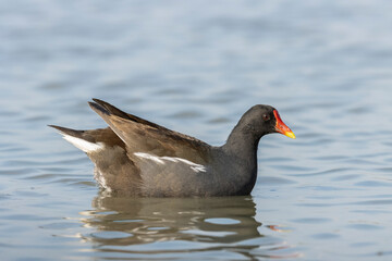 Moorhen, gallinula chloropus, swimming , side view