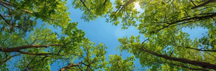 From a low camera perspective, wide angle view of the lush green canopy in springtime, looking up through the forest at the blue sky.