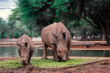 Fototapeta premium Wild animals. A family of white rhinos in the African savannah