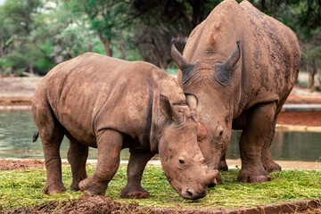 Obraz premium Wild animals. A family of white rhinos in the African savannah