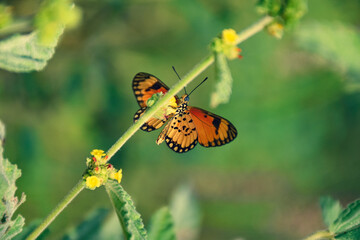 In the garden, nature is shining