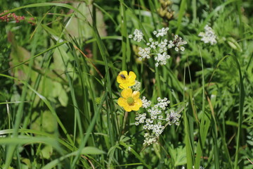 夏の木曽駒ケ岳に咲く花。ミヤマキンポウゲ