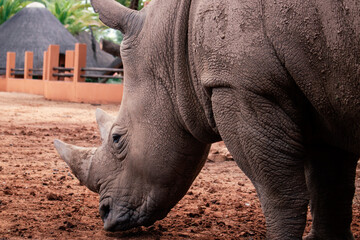 Obraz premium Wild african animals. Portrait of a white Rhino grazing in a National park