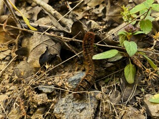 nature and animals on a nature walk