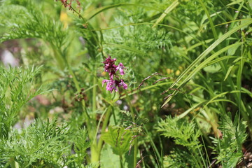 夏の木曽駒ケ岳に咲く花。ヨツバシオガマ