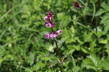 夏の木曽駒ケ岳に咲く花。ヨツバシオガマ.
