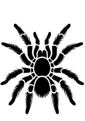 Spider SVG, Spider web SVG, Insect SVG, Tarantula SVG, Predator SVG, Nature SVG, Halloween SVG, Cobweb Silhouette, Cobweb Vector, Cobweb Clipart, Cut file for Cricut SVG, JPG, PNG