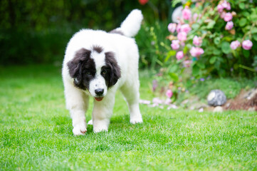 Landseer Welpe im Garten