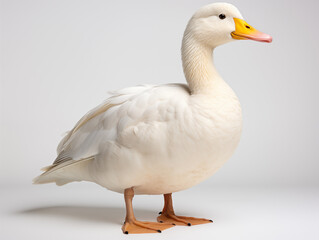 Fototapeta premium A Portrait of a duck on an isolated background