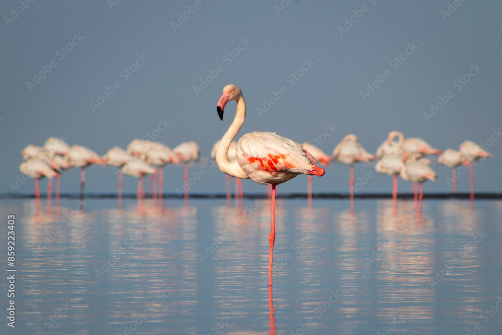 Wall mural wild birds. group of greater african flamingos walking around the blue lagoon on a sunny day - Wall murals