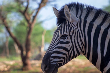 Fototapeta premium A wild African animal. Close-up of a mountain zebra on the grassland
