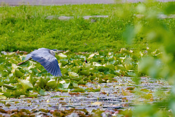 Grey Heron is flying over a pond with lily pads. The water is calm and the sky is clear