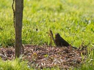 Amsel sucht nach Insekten auf Baumscheibe