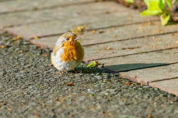 A small bird robin with a red head and white body is standing on a sidewalk