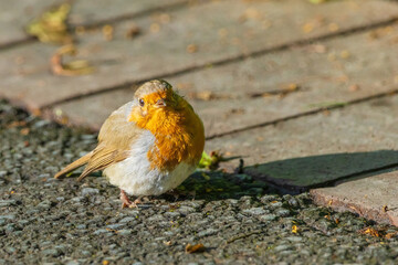 A small bird robin with a red head and white body is standing on a sidewalk