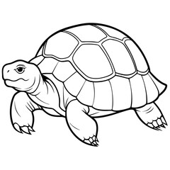 vector illustration sulcata-tortoise 