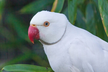 A white parrot is perched on a green leaf